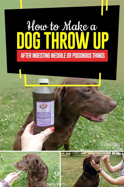 How To Make A Dog Throw Up Safely: 9 Things Steps You ...